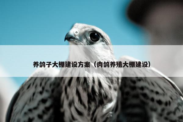 养鸽子大棚建设方案（肉鸽养殖大棚建设）