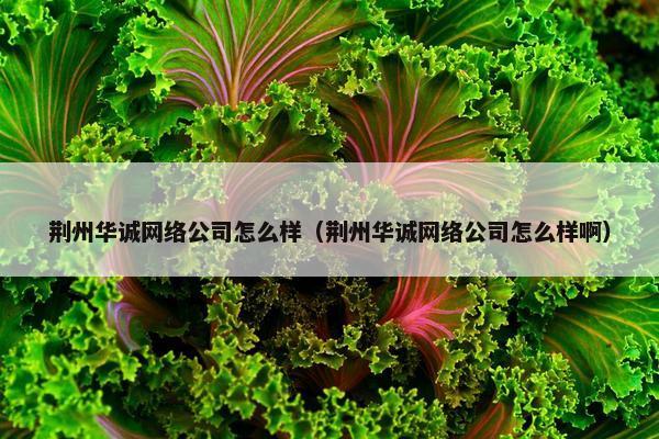 荆州华诚网络公司怎么样（荆州华诚网络公司怎么样啊）